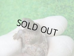 画像8: カブトニオイガメ１