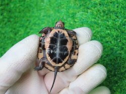 画像8: キボシイシガメ60