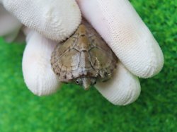 画像4: カブトニオイガメ３