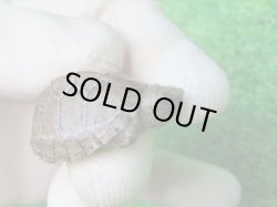 画像3: カブトニオイガメ１