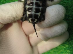 画像9: アザンティッククサガメ10