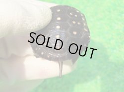 画像5: キボシイシガメ59