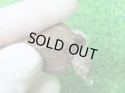 画像4: カブトニオイガメ１