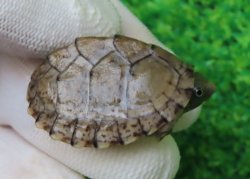 画像1: カブトニオイガメ３