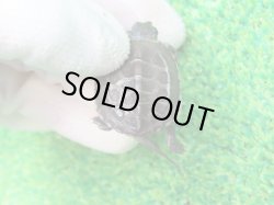 画像6: アザンティッククサガメ９