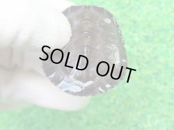 画像5: カントンクサガメ51