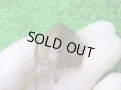 画像6: カブトニオイガメ２