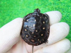 画像2: キボシイシガメ60