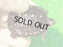 画像1: キボシイシガメ59