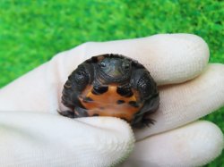 画像6: カントンクサガメ50