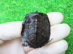 画像2: カントンクサガメ50