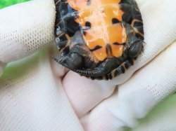 画像7: カントンクサガメ50