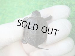 画像2: アザンティッククサガメ９