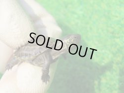 画像4: アザンティッククサガメ11（100Het）