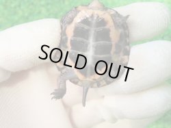 画像7: キボシイシガメ59