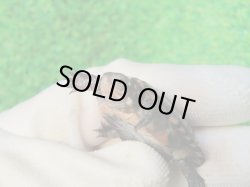 画像6: キボシイシガメ59