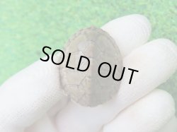 画像2: カブトニオイガメ２