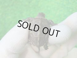 画像2: アザンティッククサガメ11（100Het）