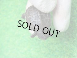 画像4: アザンティッククサガメ９