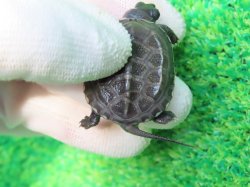 画像7: アザンティッククサガメ10