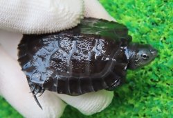 画像1: カントンクサガメ50