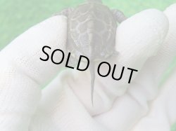 画像6: アザンティッククサガメ11（100Het）