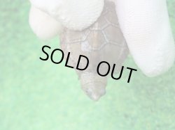 画像6: カブトニオイガメ１