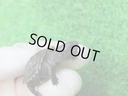 画像3: アザンティッククサガメ９