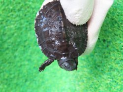 画像5: カントンクサガメ52