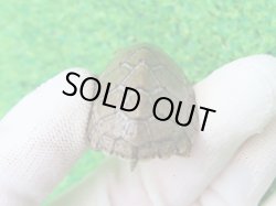 画像7: カブトニオイガメ１