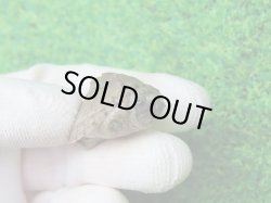 画像3: カブトニオイガメ２