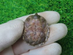 画像7: カブトニオイガメ３