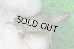 画像1: アザンティッククサガメ11（100Het）