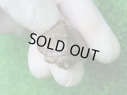 画像5: カブトニオイガメ２