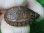 画像1: カブトニオイガメ１ (1)