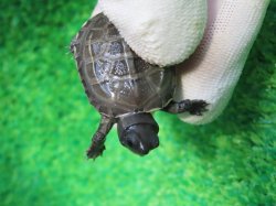 画像5: アザンティッククサガメ10