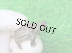 画像3: アザンティッククサガメ11（100Het）