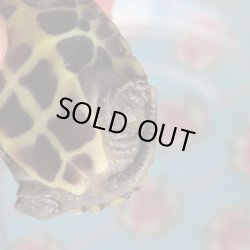 画像3: クサガメP.Het.Alb　87