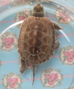 画像1: クサガメP.Het.Alb　93