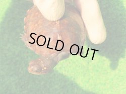 画像6: トウブハコガメ13