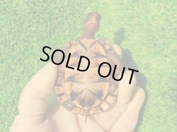 画像11: トウブハコガメ14