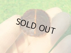 画像5: セスジニシキガメ６