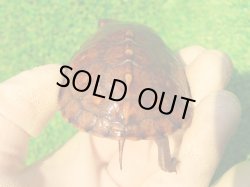 画像7: トウブハコガメ13