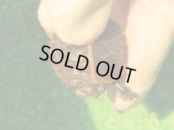 画像4: セスジニシキガメ６