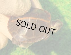 画像1: セスジニシキガメ６