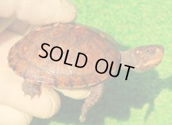 画像1: トウブハコガメ13