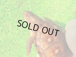 画像5: トウブハコガメ14