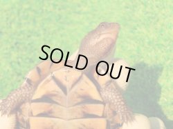 画像9: トウブハコガメ14