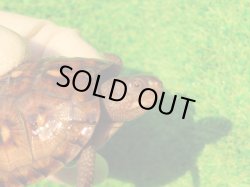 画像4: トウブハコガメ14