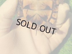 画像10: トウブハコガメ14